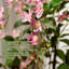 Ornement artificiel en pot 68,9 ", feuilles délicates colorées à la main, façonnable, multi-style et multi-scène