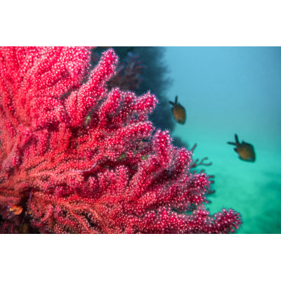 Red Coral by Eloi_Omella