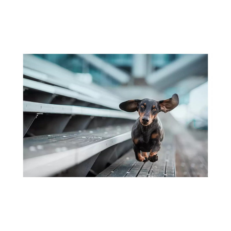 A Little Dog Runs Through The World by Heike Willers - Wrapped Canvas Gallery-Wrapped Canvas Giclée