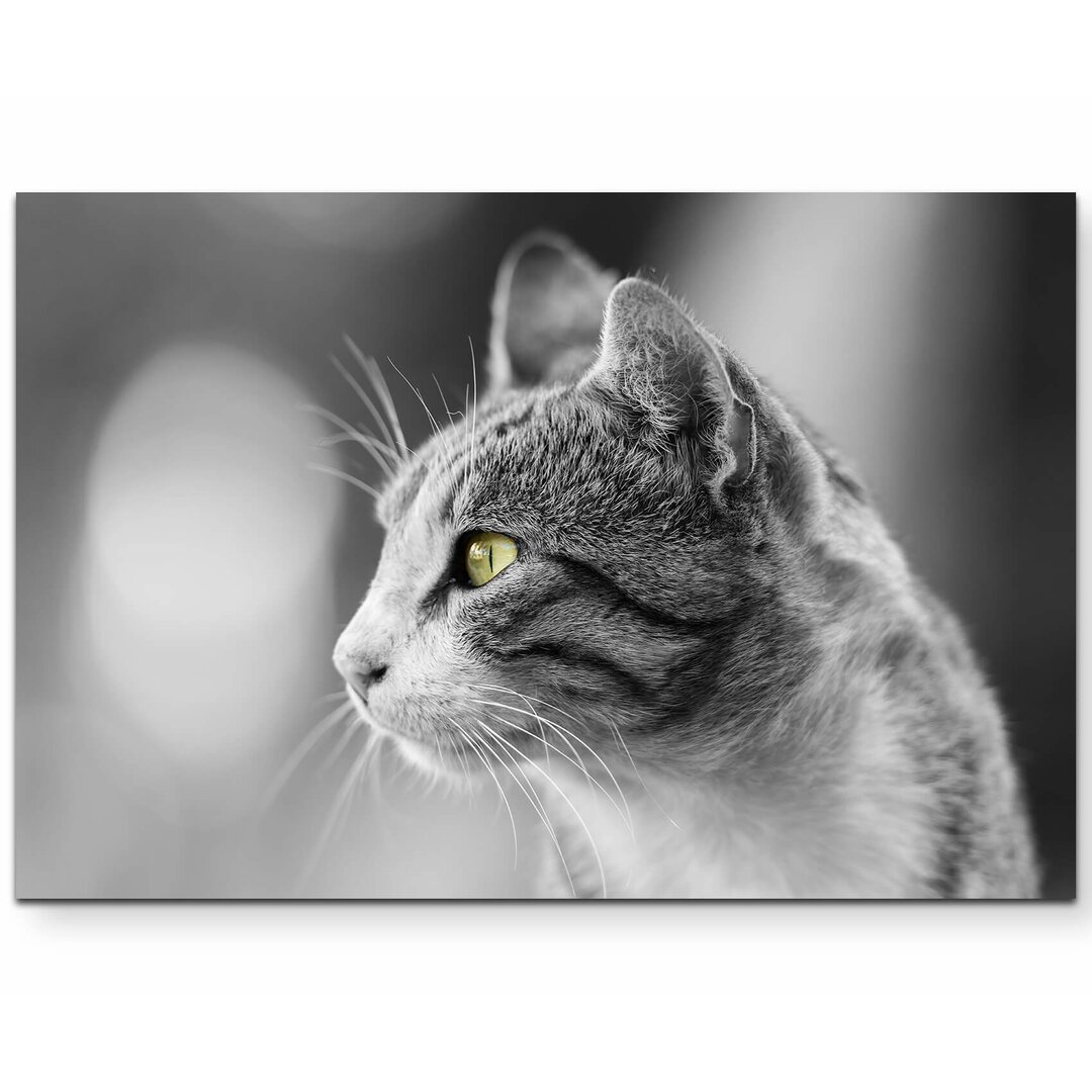 Leinwandbild Graue Katze Portrait