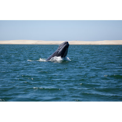 Grey Whale - Wrapped Canvas Print