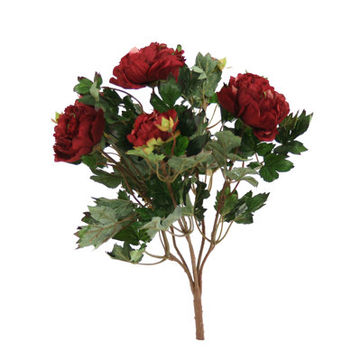 Pivoine buisson X 6