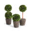 Boxwood Mini Topiary Drop-Ins