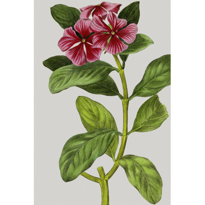 Vintage Garden Varieties IX by Vision Studio - Wrapped Canvas Art Prints