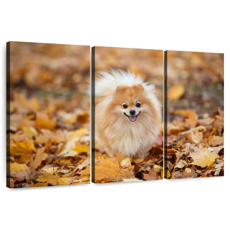 Spitz allemand Brampt sur une promenade d'automne, H 24 po x l 38 po