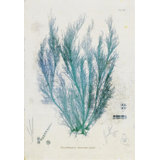 Polysiphonia Print by Henry Bradbury
