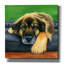 «Cute Shepherd Mix Dog» par Rebecca Wang, art mural sur toile, 37 po x 37 po-1010195465
