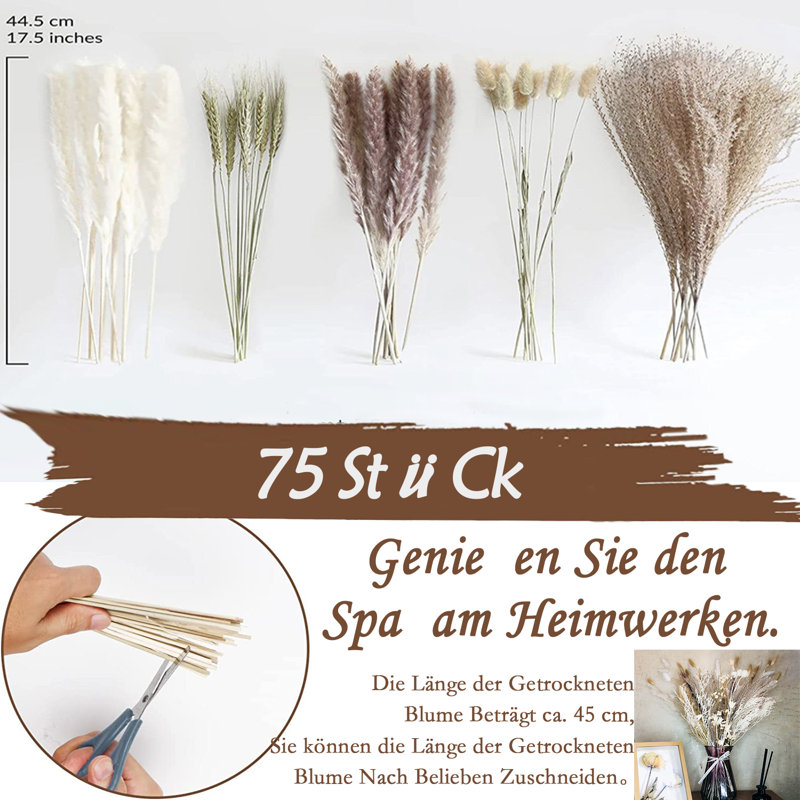 Wym 17cm Pampas Grass Grass