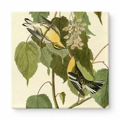 Hemlock Warbler, Plate 134 (1827–1838) — Square Canvas Wall Art