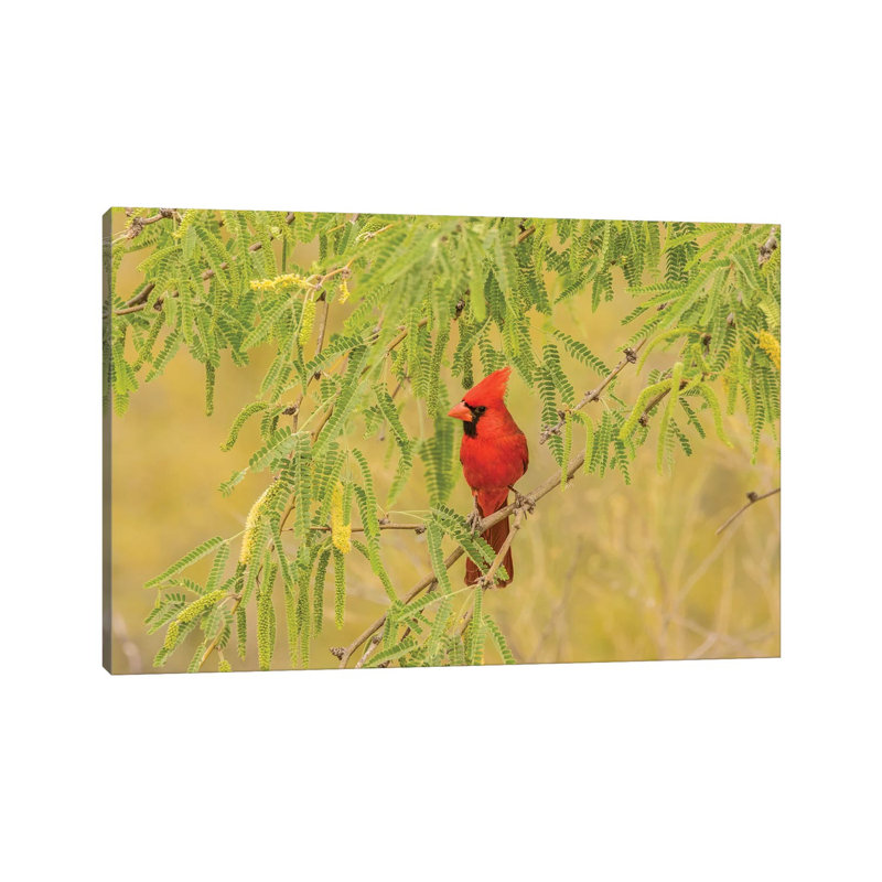 USA, Arizona, Sonoran Desert. Male cardinal in tree. 1 Piece Wrapped Canvas Wall Art, 45.72cm H x 66.04cm W