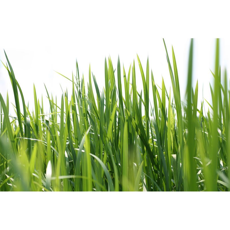 Reeds On White by TommL - No Frame Print on Canvas, 51cm H x 76cm W