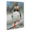 Atlantic Puffin Birds Vol.6 - Wrapped Canvas-61876157