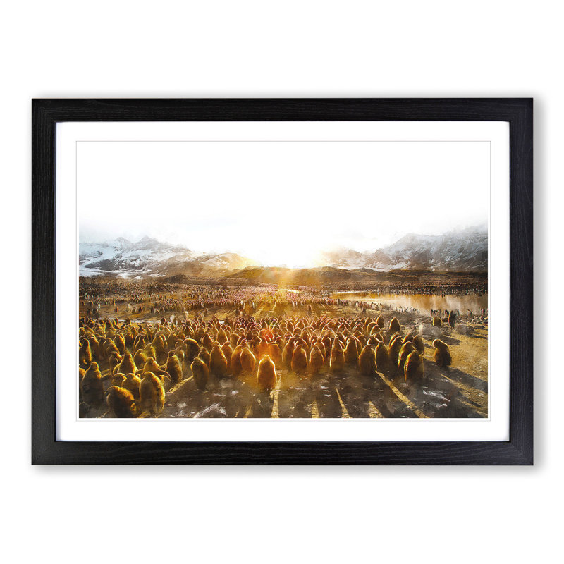 Young King Penguins - Picture Frame Graphic Art, Black Framed, 36cm H x 48cm W x 2cm D