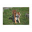 Funny Bangle Tiger in a Zoo Outside Wall Art