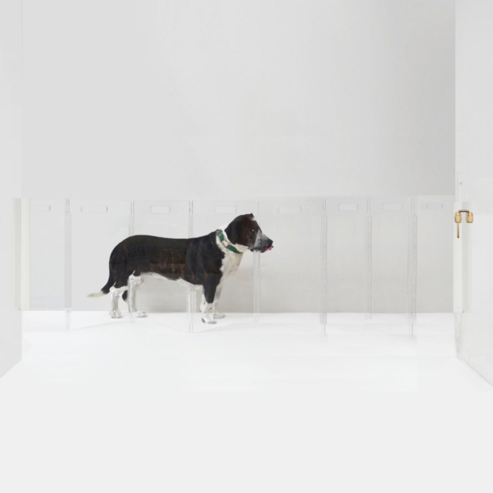 Clear Zig Zag Wall-Mounted Pet Gate, 8 Panel, Low, Gold