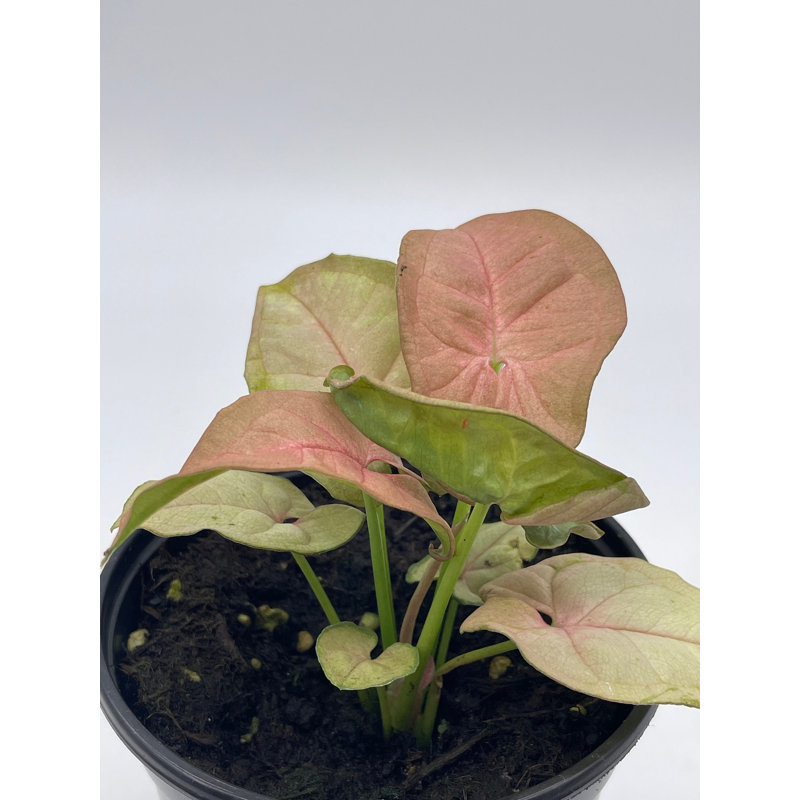 Syngonium Pink In 4 Inch Pot