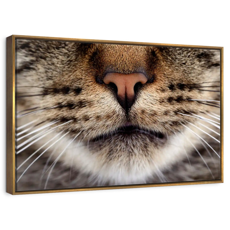 Chat moustaches, 19 po x 13 po, Cadre flottant doré