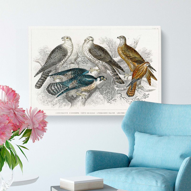 Goshawk, Kite, Falcon & Kestrel by Oliver Goldsmith - Wrapped Canvas, 35cm H x 50cm W x 3cm D