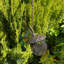 Brentan Metal Hanging Decorative Bird Feeder