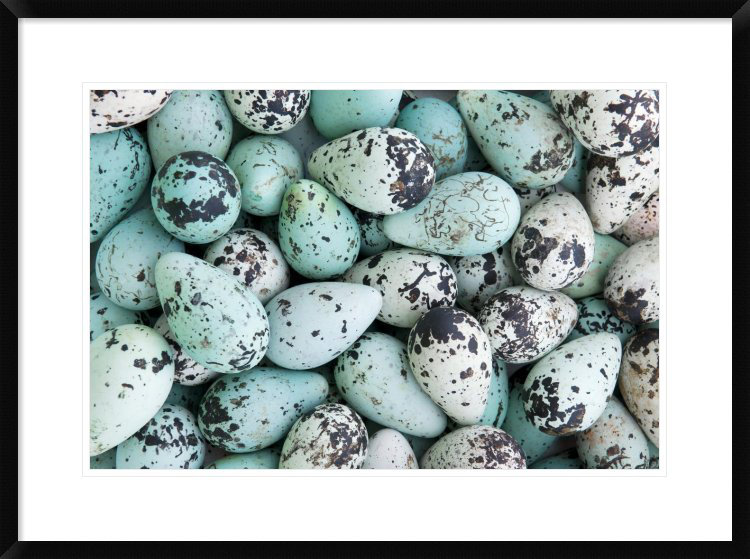 " Bird Egg Tableau " Global Gallery 