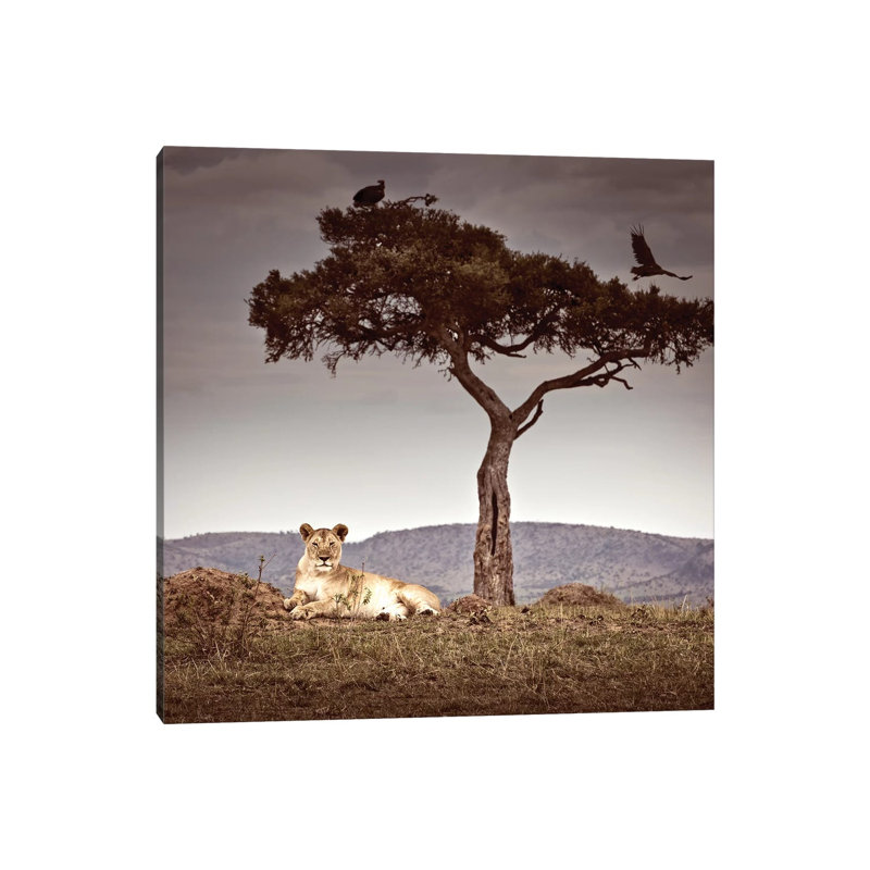 Observance I by Klaus Tiedge - Print on Canvas, Wrapped Canvas, 45.72 cm H x 45.72 cm W x 1.91 cm D
