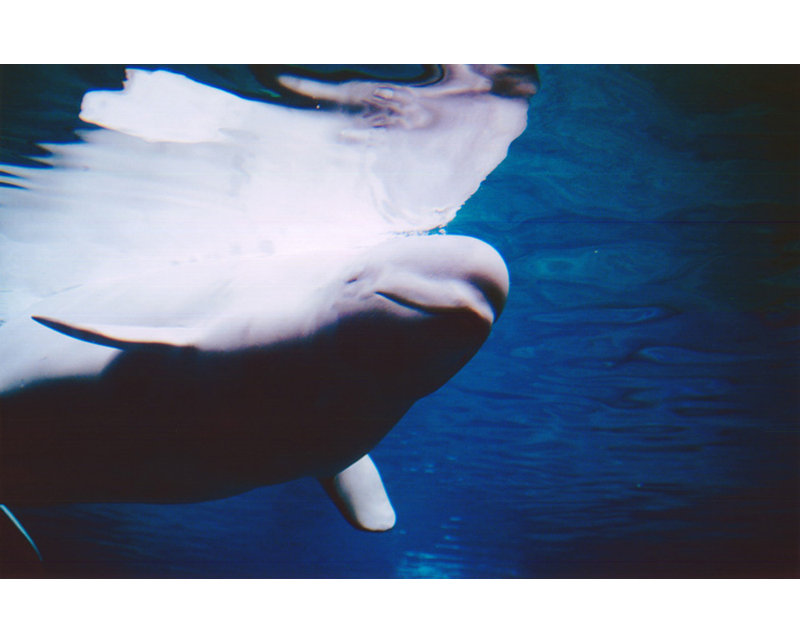 Baleines bélugas nageant sous l'eau, H 31 po x l 48 po