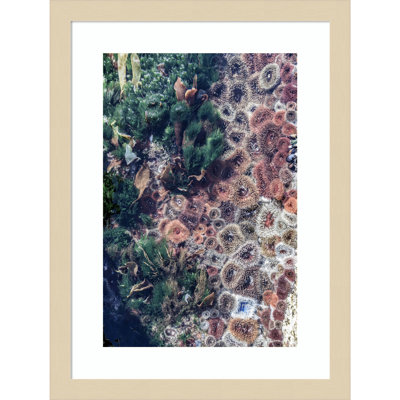 Daisey "Ocean Curiosities" Print