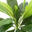 105cm Faux Foliage Plant in Pot Liner