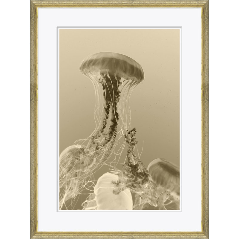 Sealife in Sepia Framed