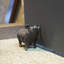 Cochon en fonte Bordovice-554137532-554137533