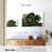 Lebanese Cedar Trees-242207586