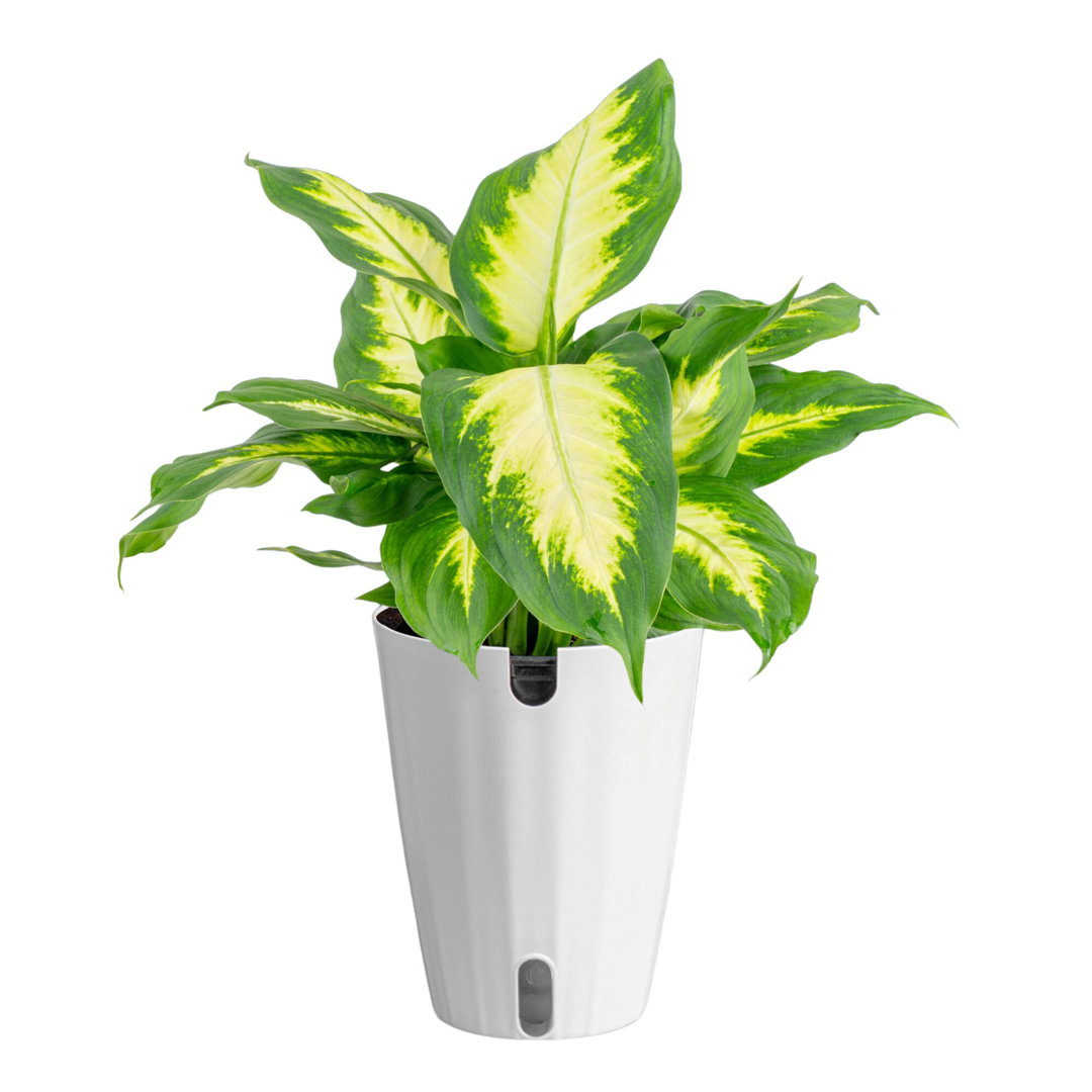 Costa Farms Indoor Dieffenbachia House Plant in 6-inch Décor Pot Costa Farms