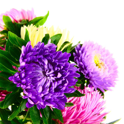 Gros plan sur les asters - Photographie sur toile tendue