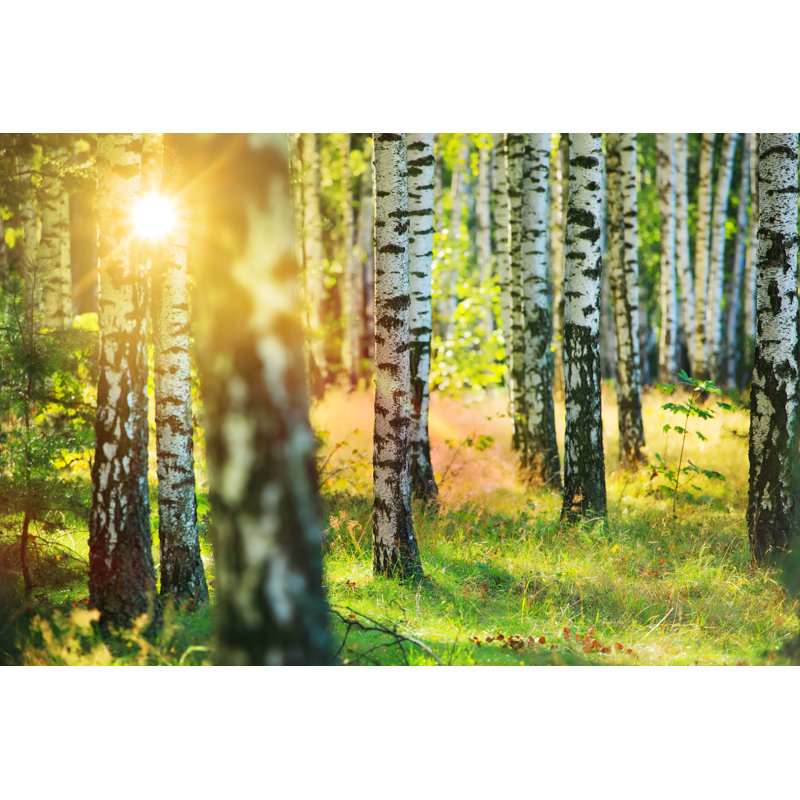 Fresh Spring Birch Forest by Konradlew
