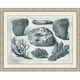 Aquatic Specimines 2 Print