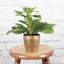 Live Green Prayer Plant in Classic Pot