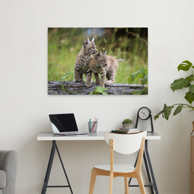 Two Young Bobcats On Log Lynx Rufus Contemporary Cat Animal Nature Wall Art