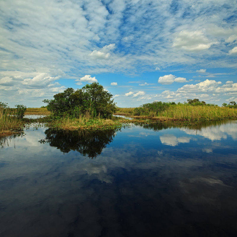 Florida Everglades par The Palmer, H 20 po x l 20 po