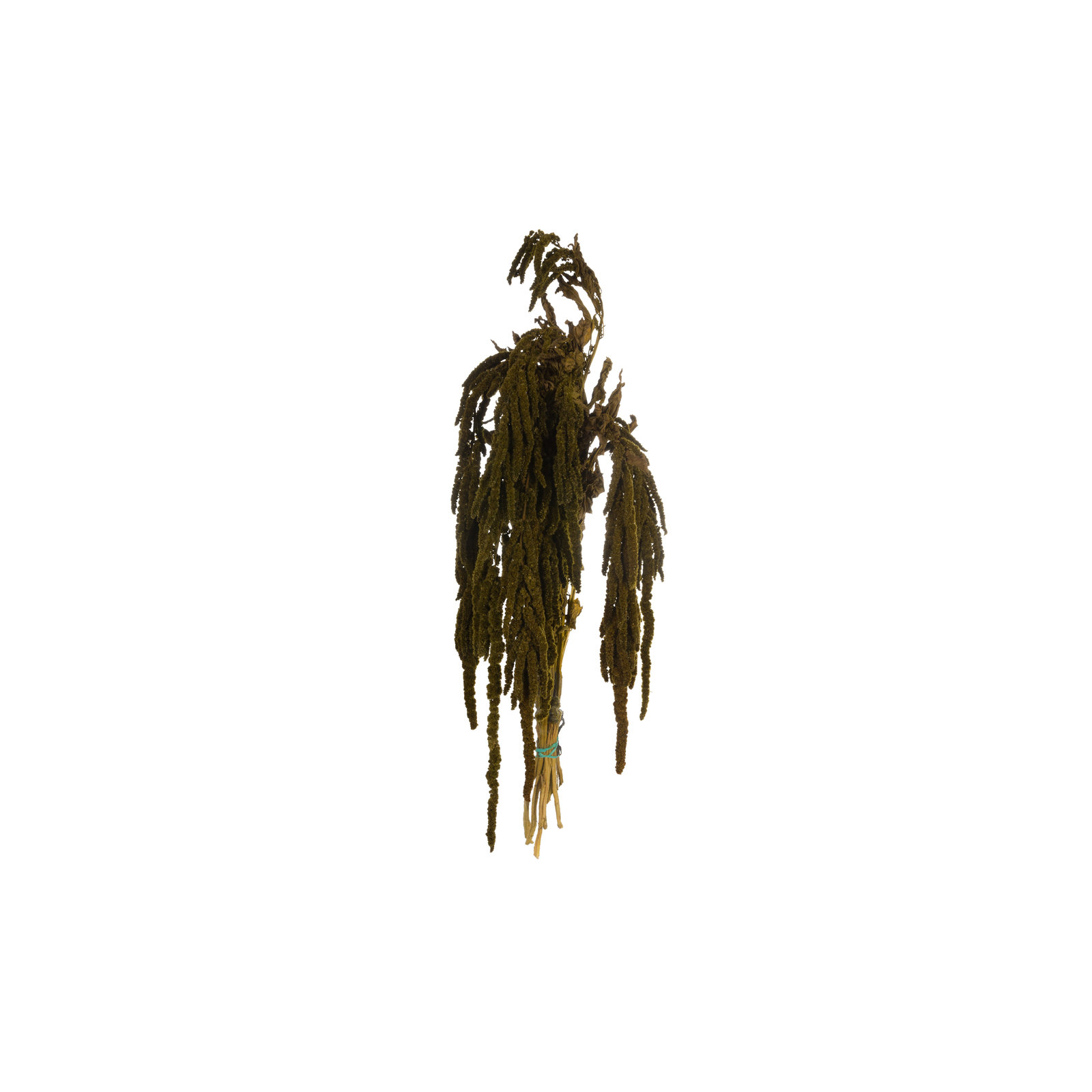 30" Amaranthus Bundle, Preserved, Light Green