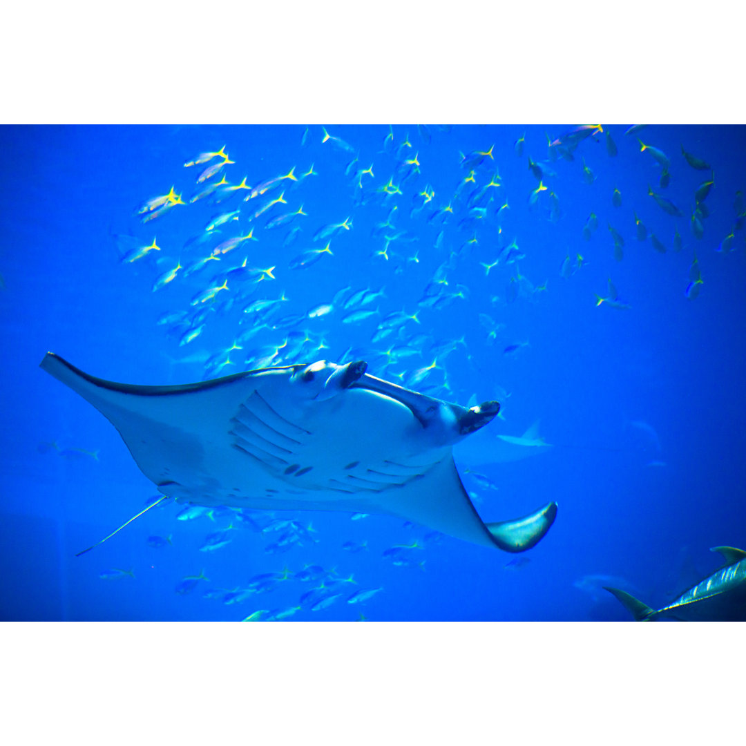 Leinwandbild Mantarochen in Okinawa Churaumi Aquarium