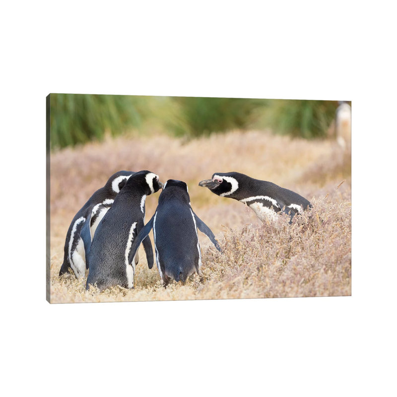 Magellanic Penguin Social Interaction and Behavior in a Group, Falkland Islands. 1 Piece Wrapped Canvas Wall Art
