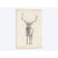 «Elk Study», reproduction sur toile-30004377-72455237-72455232