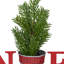 13 "NOEL" plaque de Noël en pot