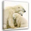Famille d'ours polaires-1861061632