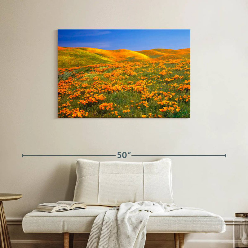 California Golden Poppies, H 26 po x l 39 po