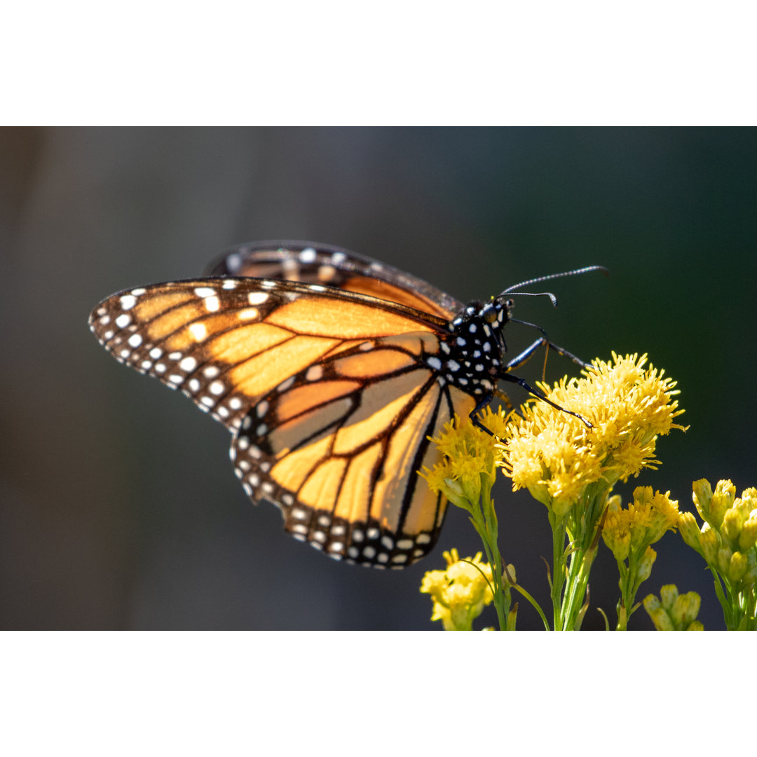 Monarch Schmetterling von Htrnr - Kunstdrucke auf Leinwand