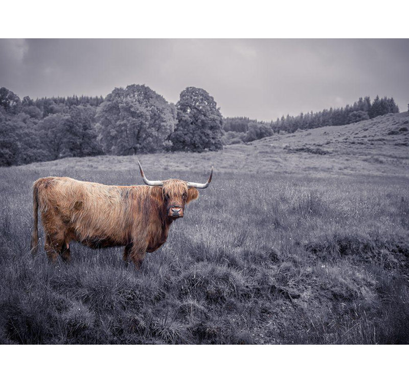 Loon Peak® Frank, Assaf, reproduction d'art sur toile tendue: Highland Cow, H 15 po x l 18 po