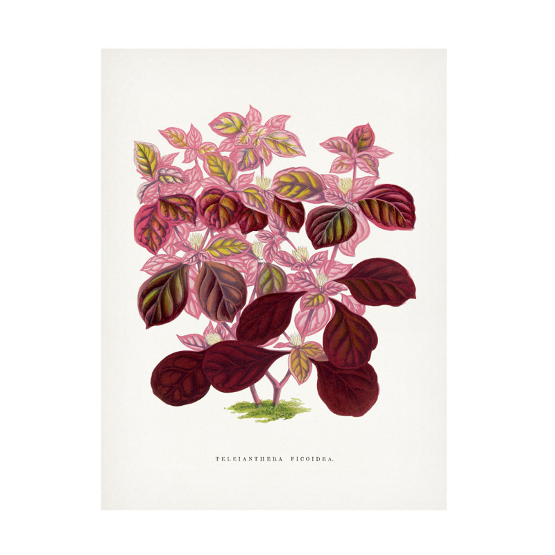 Illustration sur toile de bolologien, Les Plantes et une feuille de Teleianthera rose, H 19 po x l 14 po