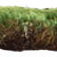 Mousse verte Primrue de qualité supérieure, conservée
