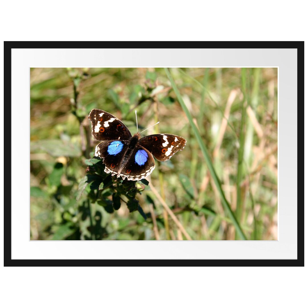 Gerahmtes Poster Schmetterling auf Grashalm